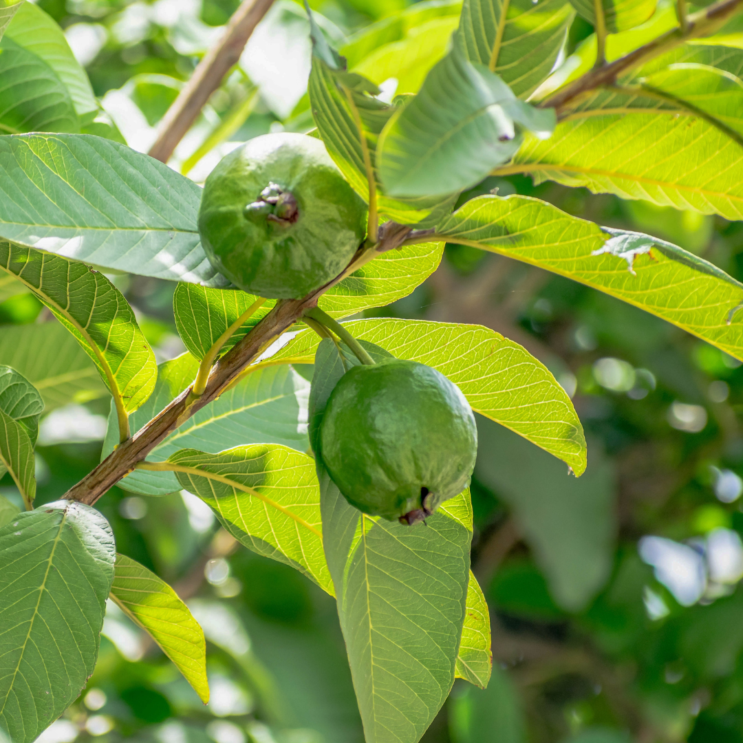 Conclusion To The Steps Of Planting Guava Trees