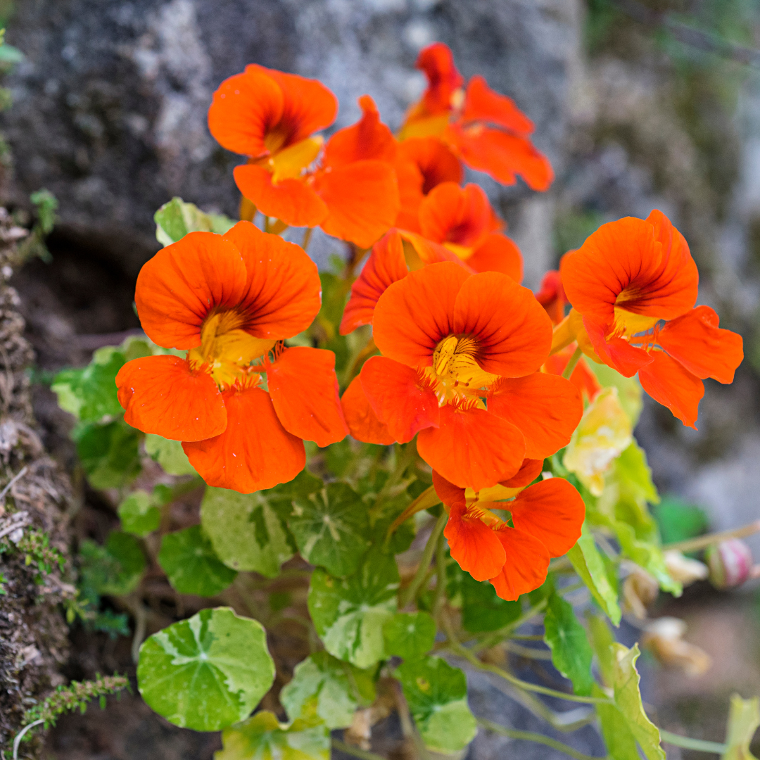 Grow Nasturtium Flowers In Containers