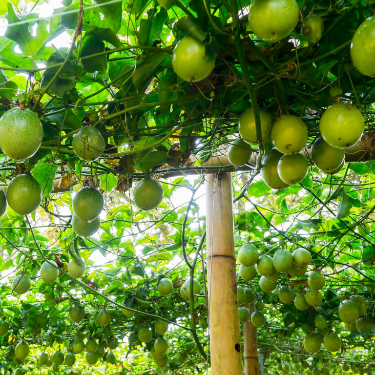 11 Easy Steps To Grow A Passion Fruit Tree | Close To Nature