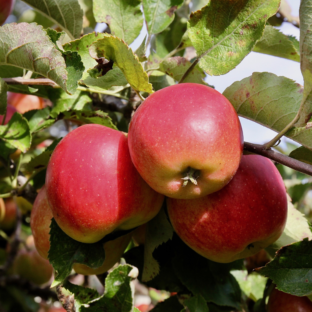 Selecting The Appropriate Apple Tree