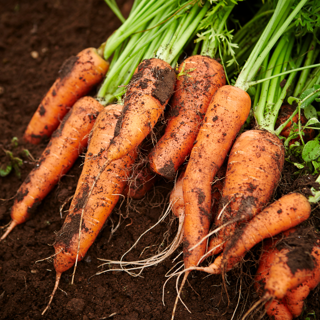 Carrot Varieties For Containers