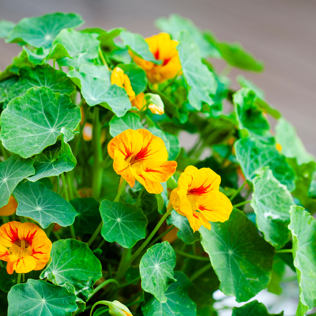 Conclusion To How To Grow Nasturtium Flowers In Containers