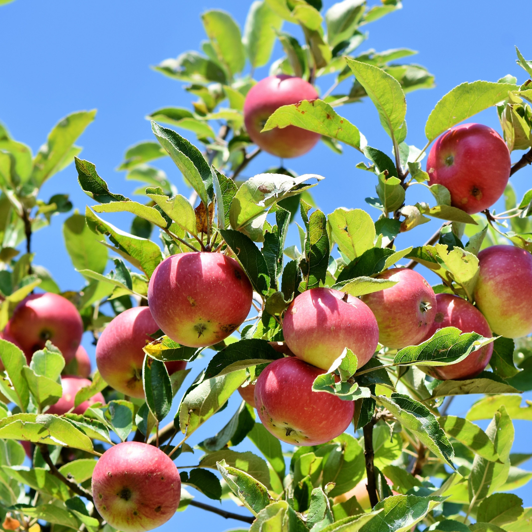 Conclusion To The 11 Steps Of Growing Apples In Containers