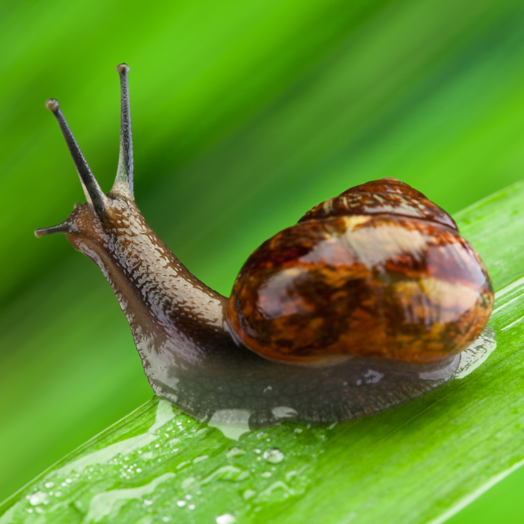 Slugs And Snails