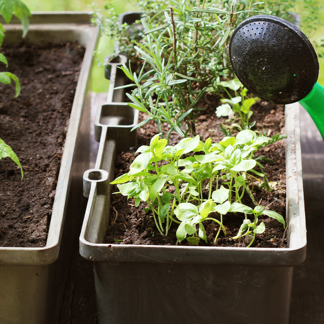 Conclusion To The 9 Easy Steps To Growing Lettuce In Containers