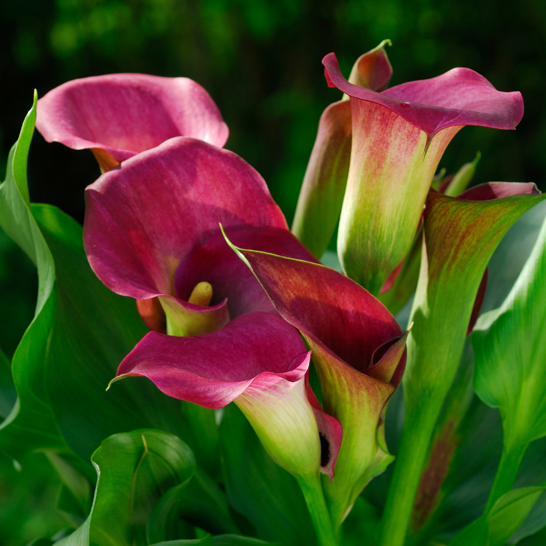 Growing Calla Lilies In Containers