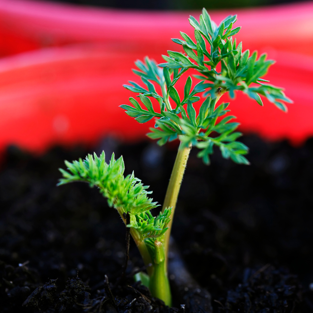 How To Grow Carrots In Containers