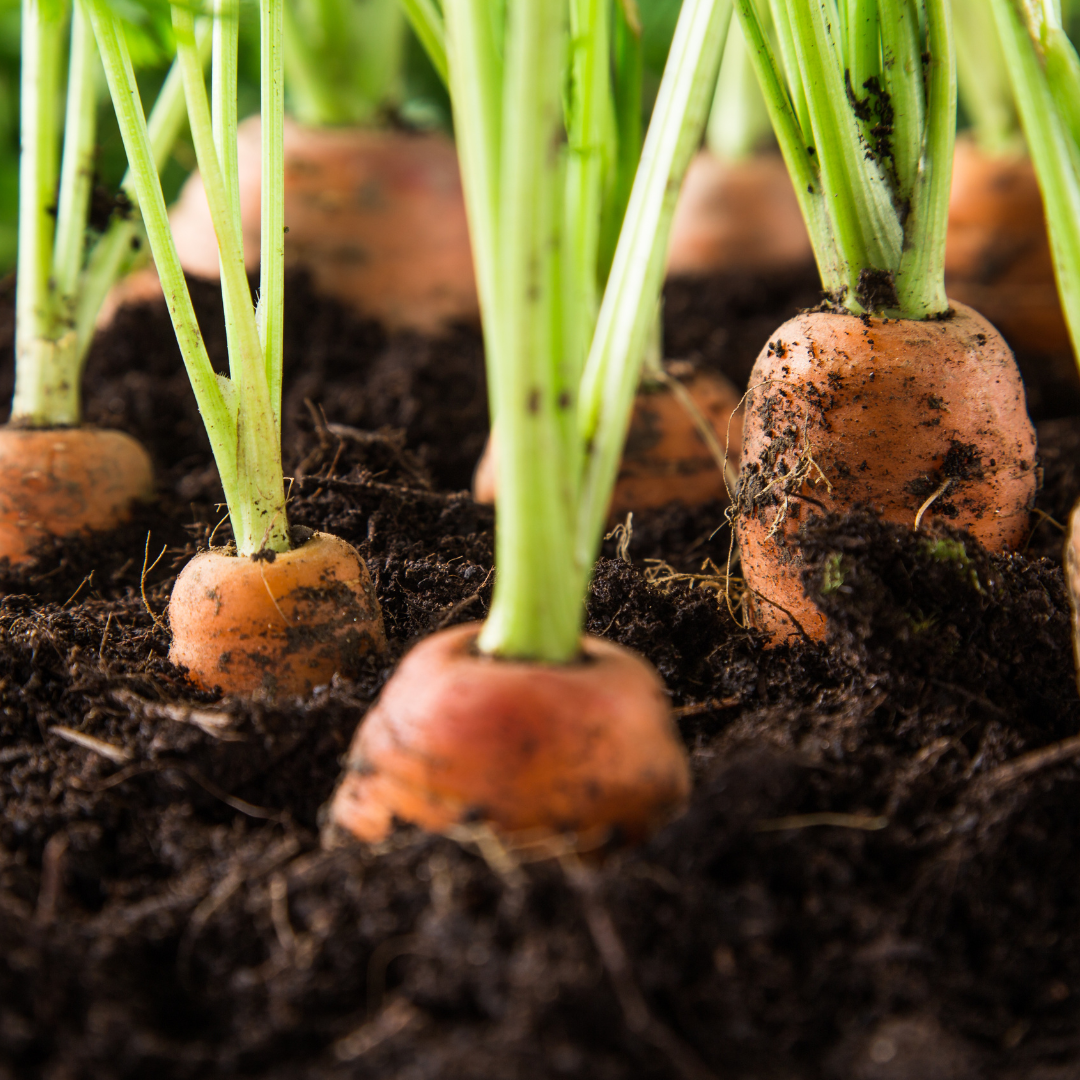 Conclusion To How To Grow Carrots In Containers