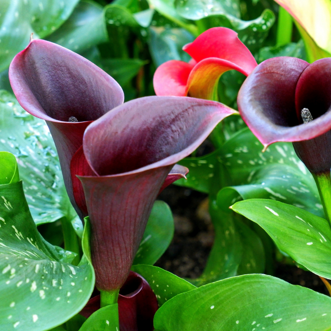 History Of Calla Lilies