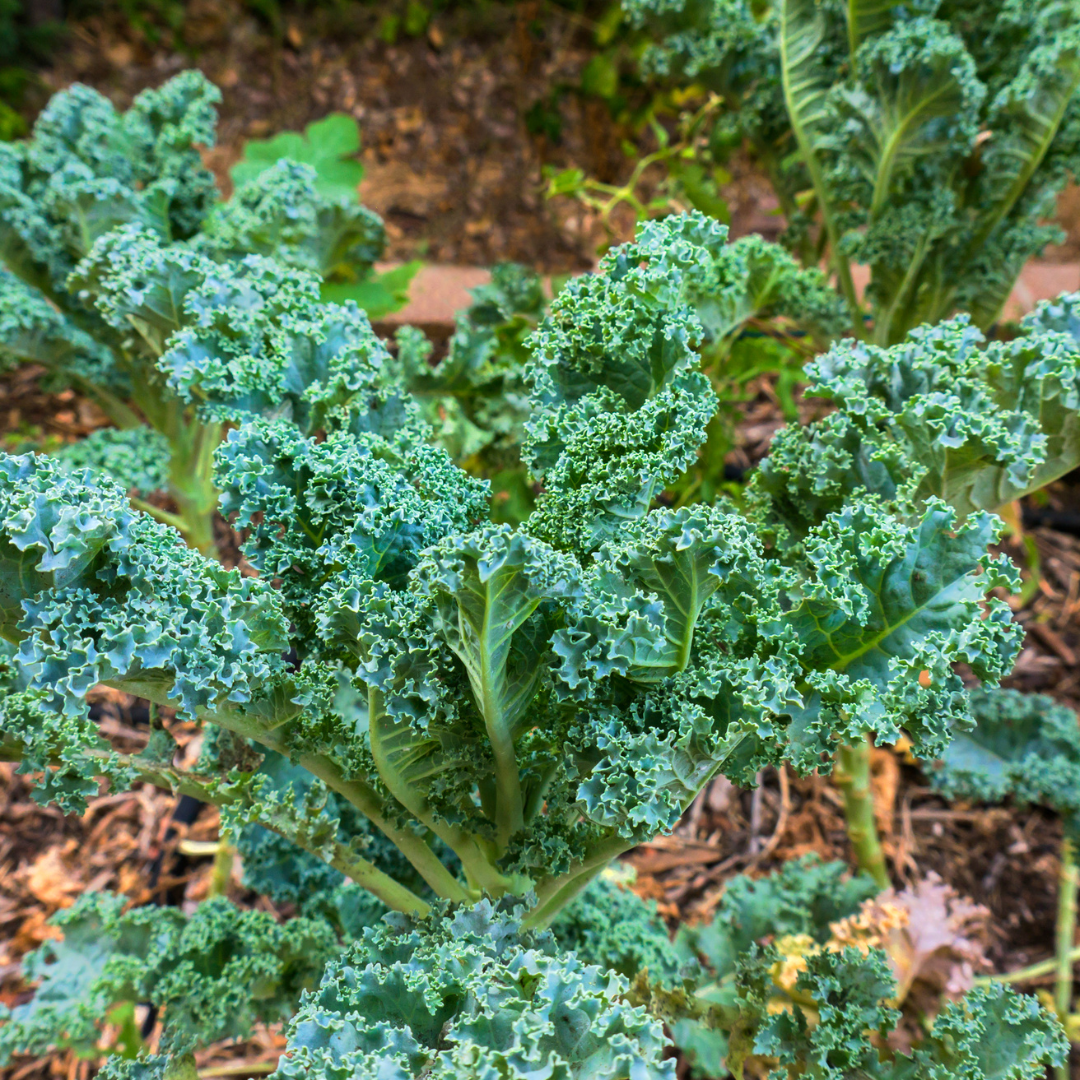 Steps OF Growing Kale In Containers