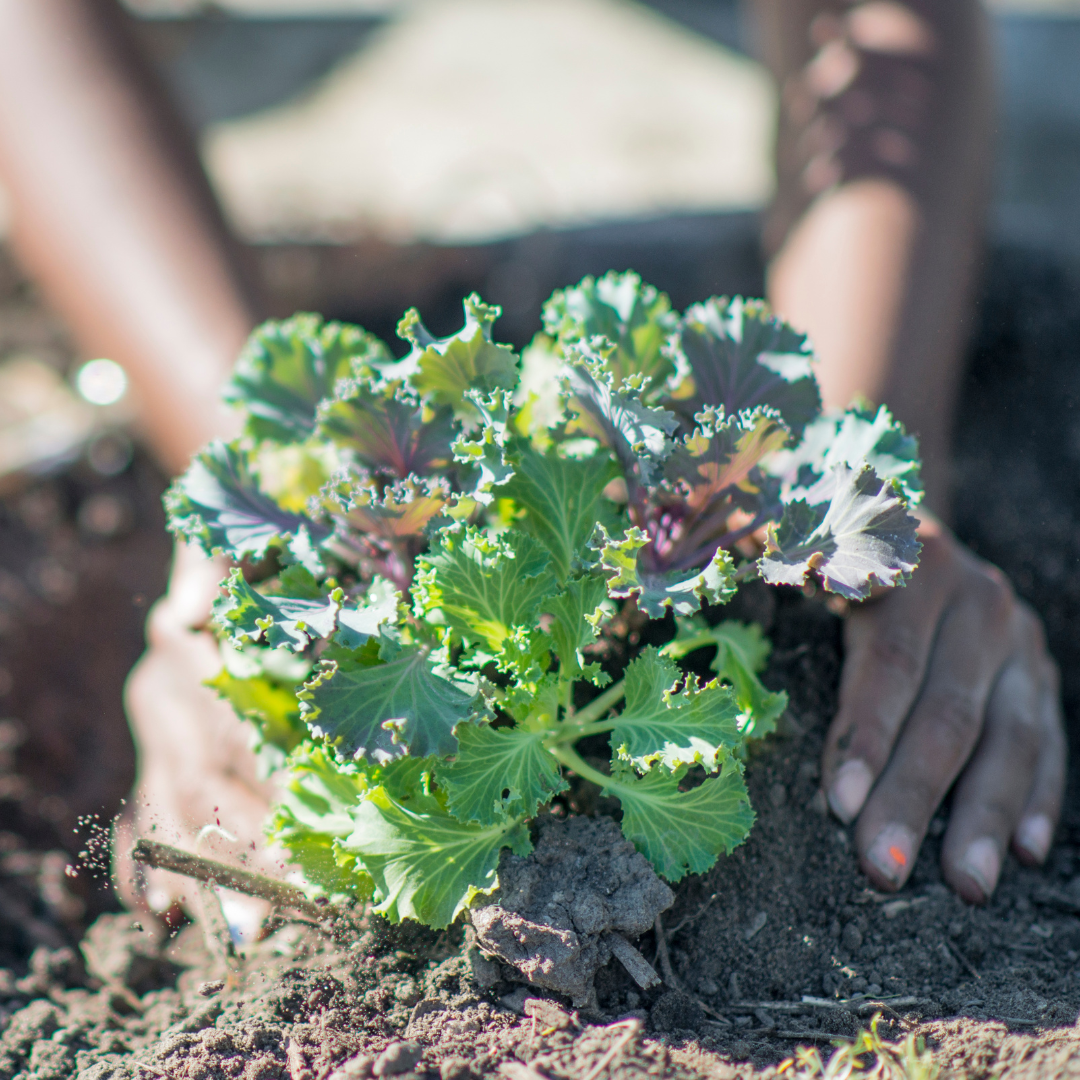 Conclusion To The 8 Easy Steps To Growing Kale In Containers