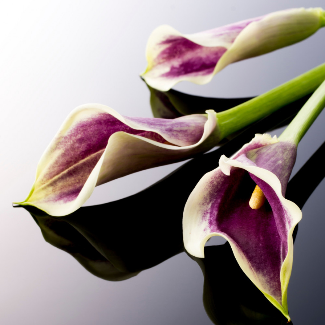 Picasso Calla Lily