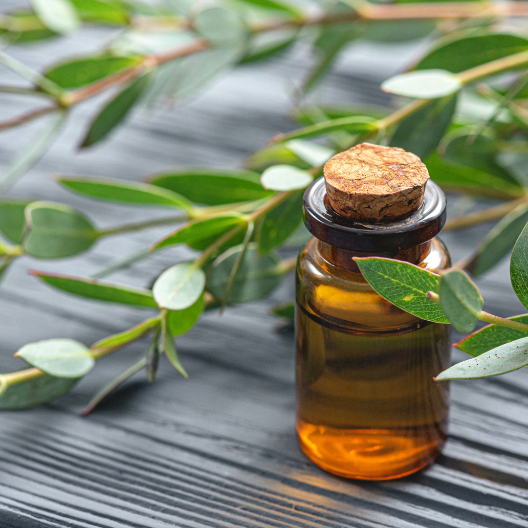 Eucalyptus Oil For Congestion And Breathing Difficulties