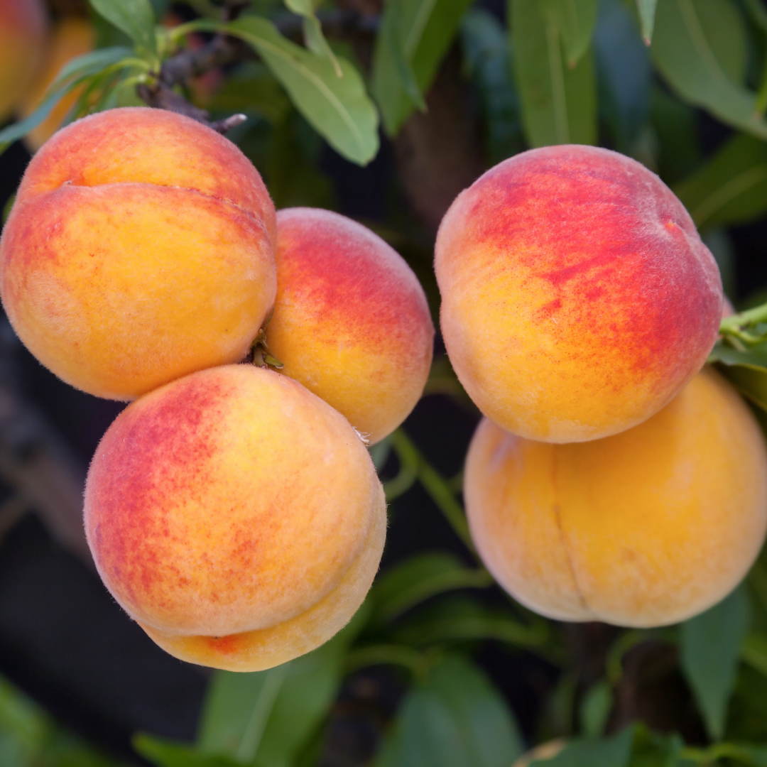 History Of Peaches