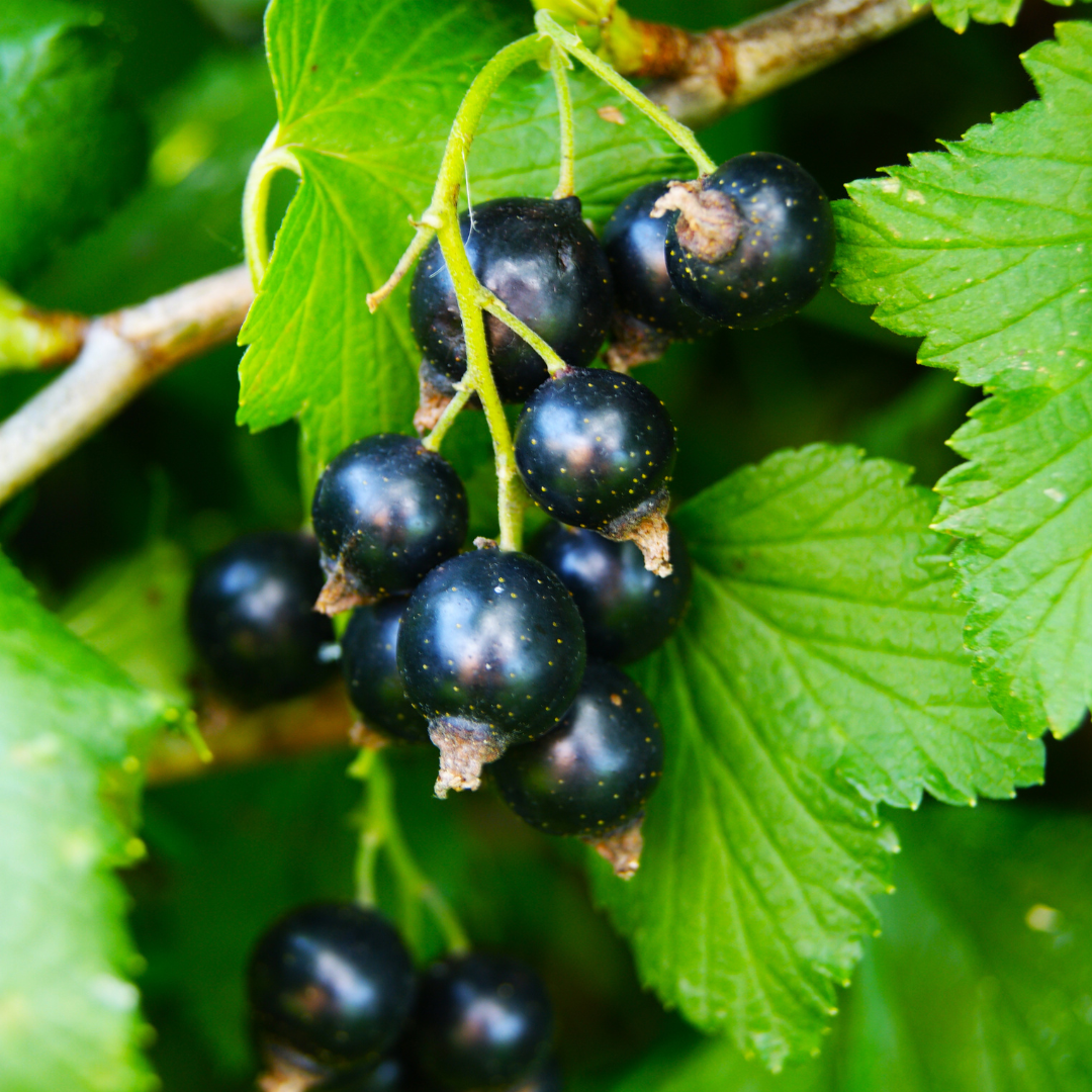 Nutrition Fact Of Blackcurrants