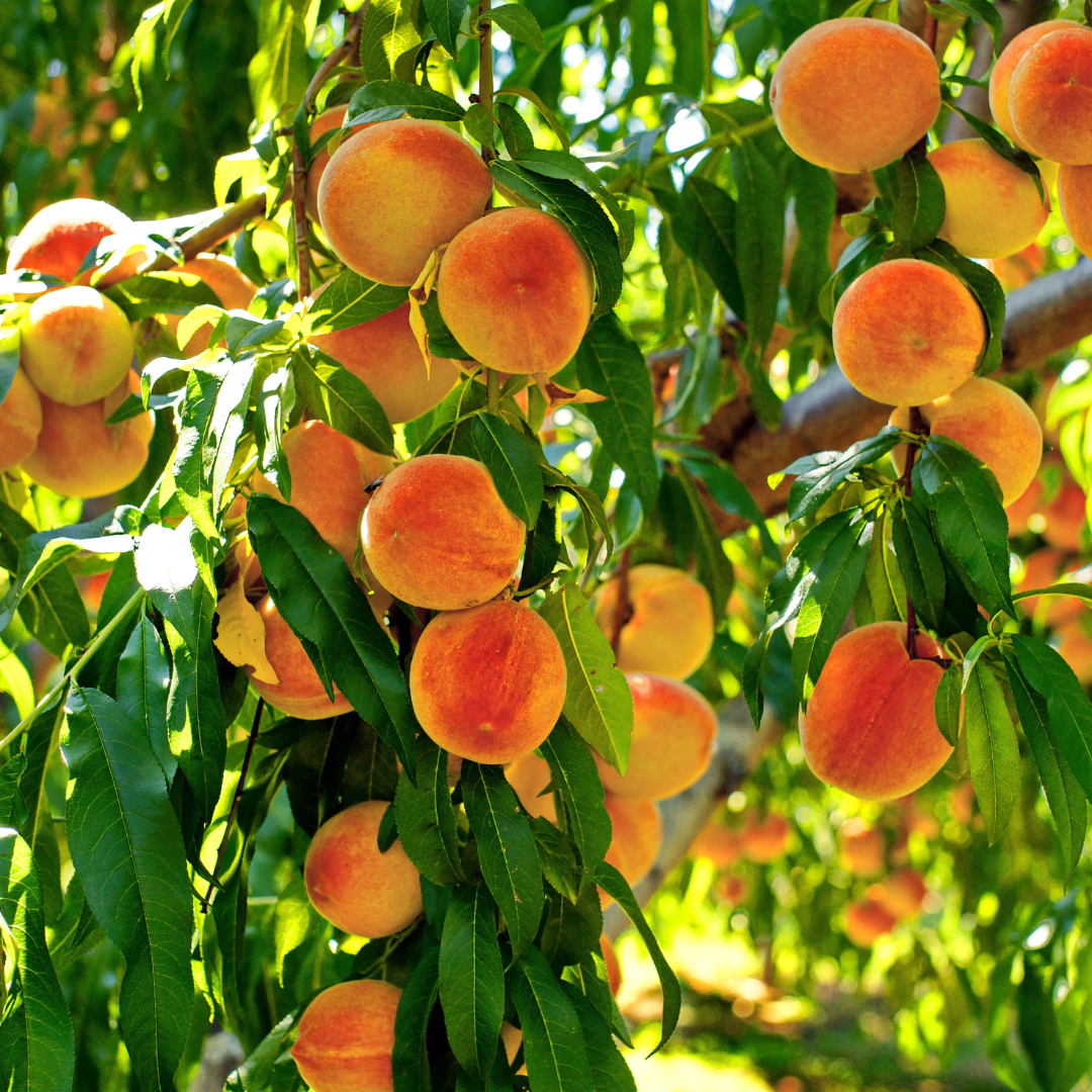 Planting Peach Trees