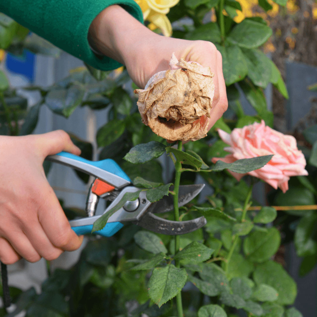 Pruning And Deadheading