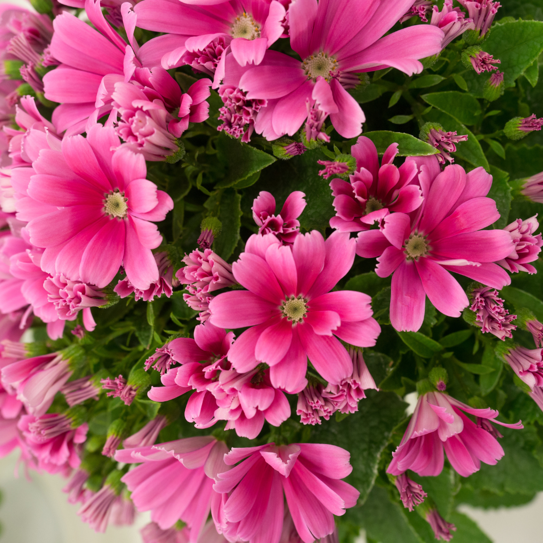 The Advantages Of Growing Cineraria