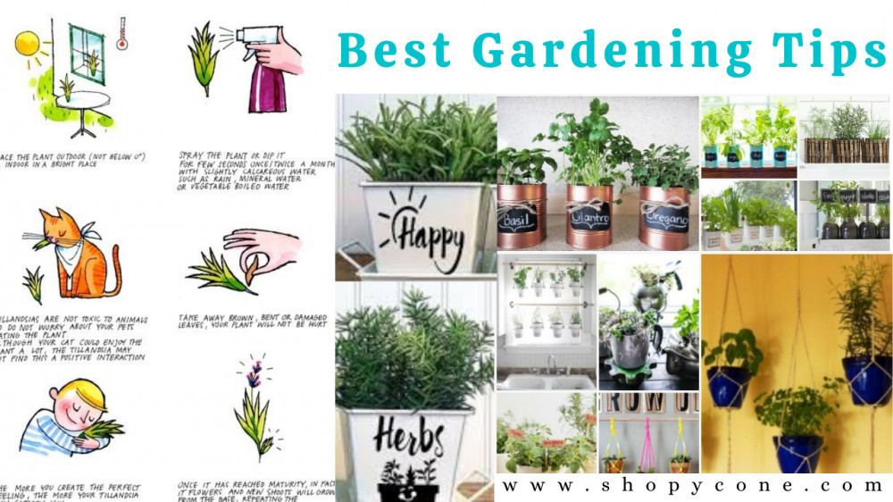 Best Gardening Tips For Beginners
