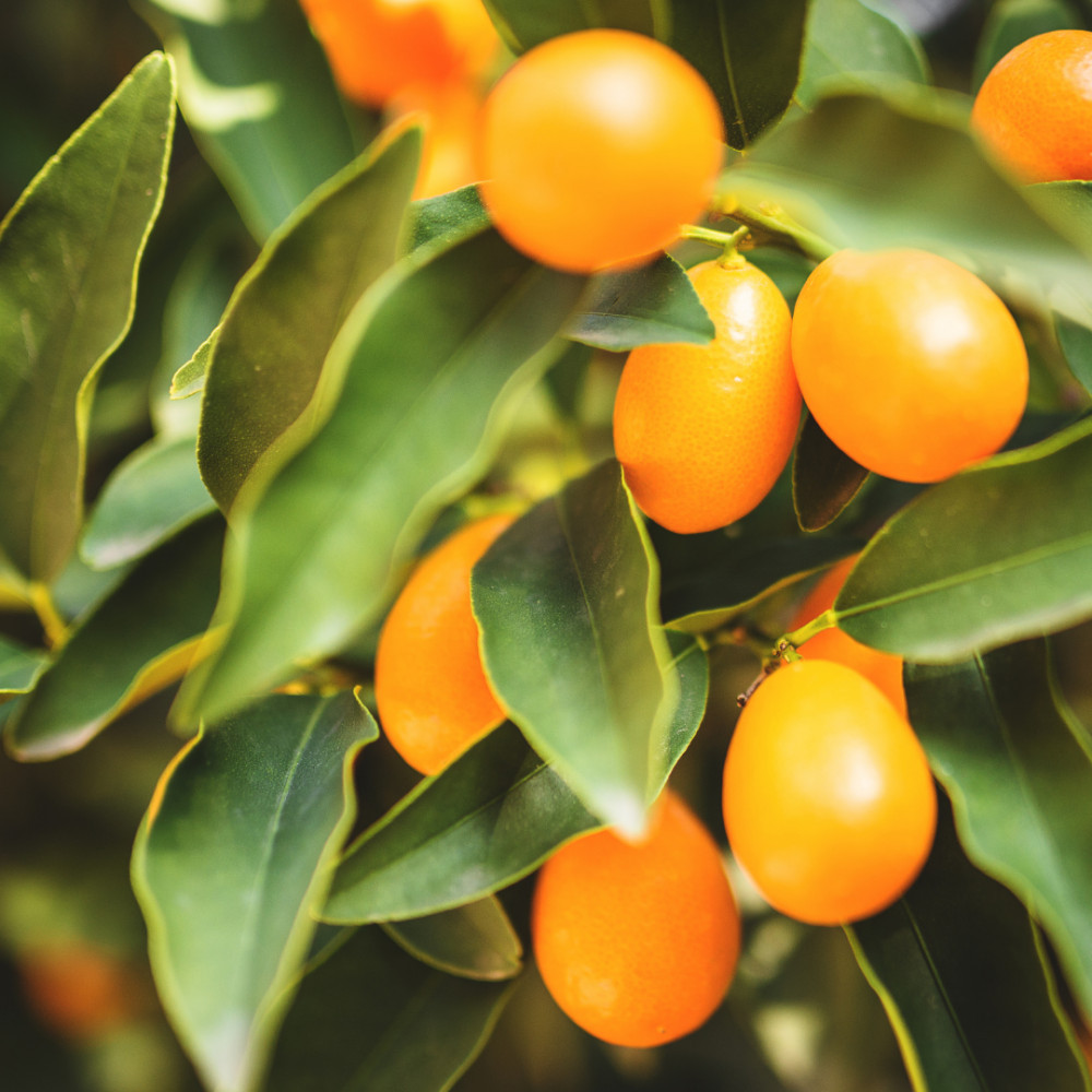 Tangerines