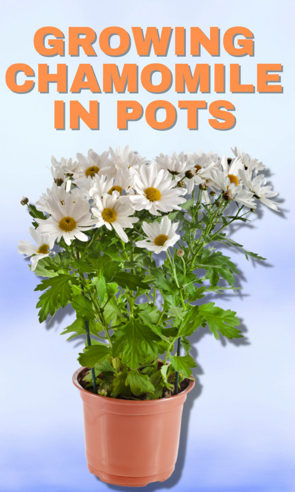 9 Easy Steps Of Growing Chamomile In Pots