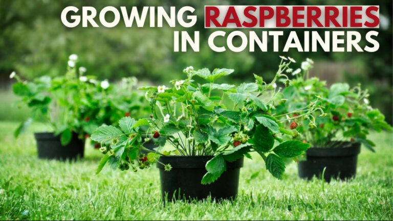 9 Easy Steps Of Growing Raspberries In Containers