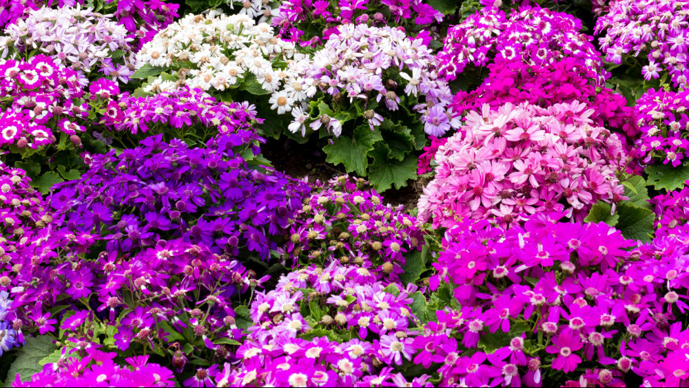 Fall In Love With Growing Cineraria