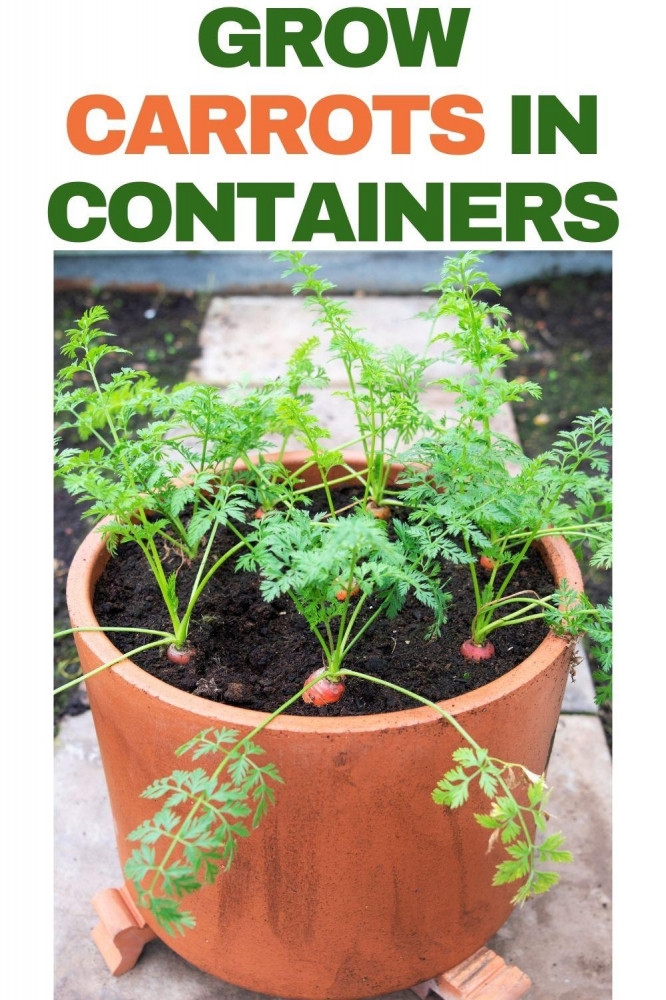 How To Grow Carrots In Containers