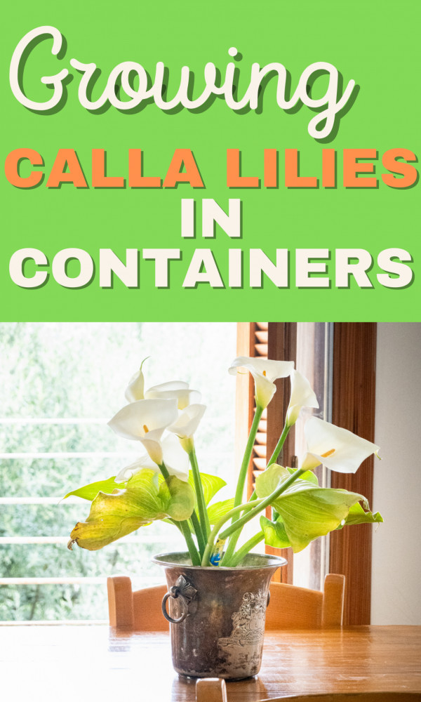 Steps Of Growing Calla Lilies In Containers