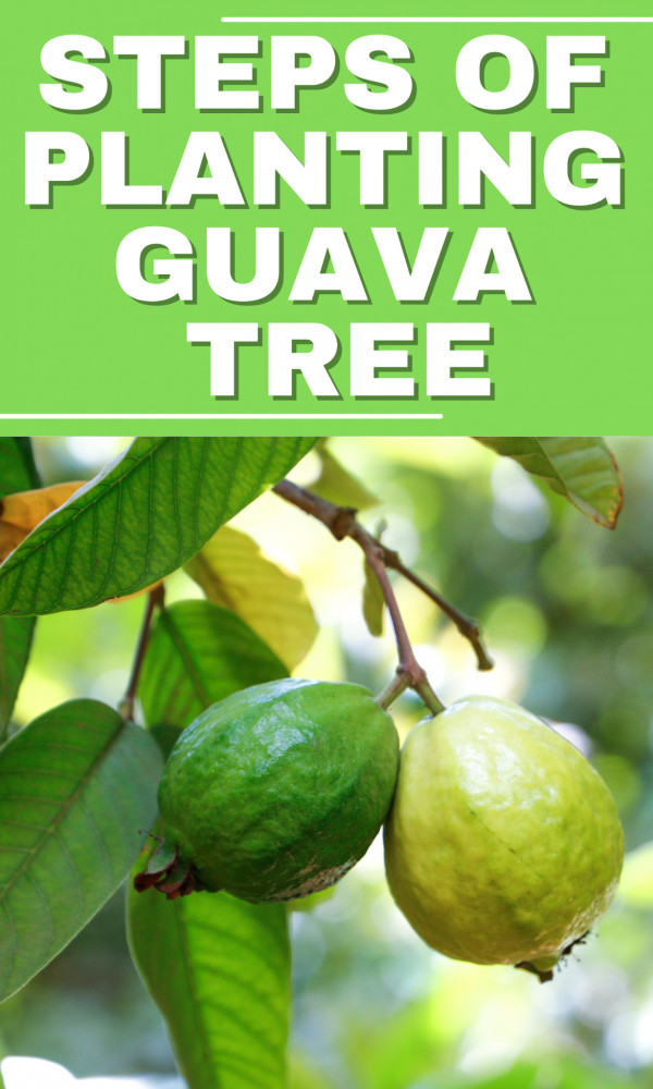 Steps Of Planting A Guava Tree