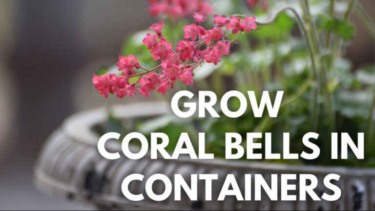 Best Steps To Grow Coral Bells In Containers