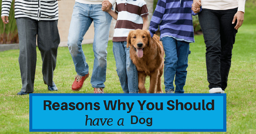 Top Reasons Why You Need A Dog In Your Life