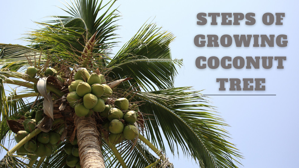 5 Quick Tips For Growing Coconut Trees