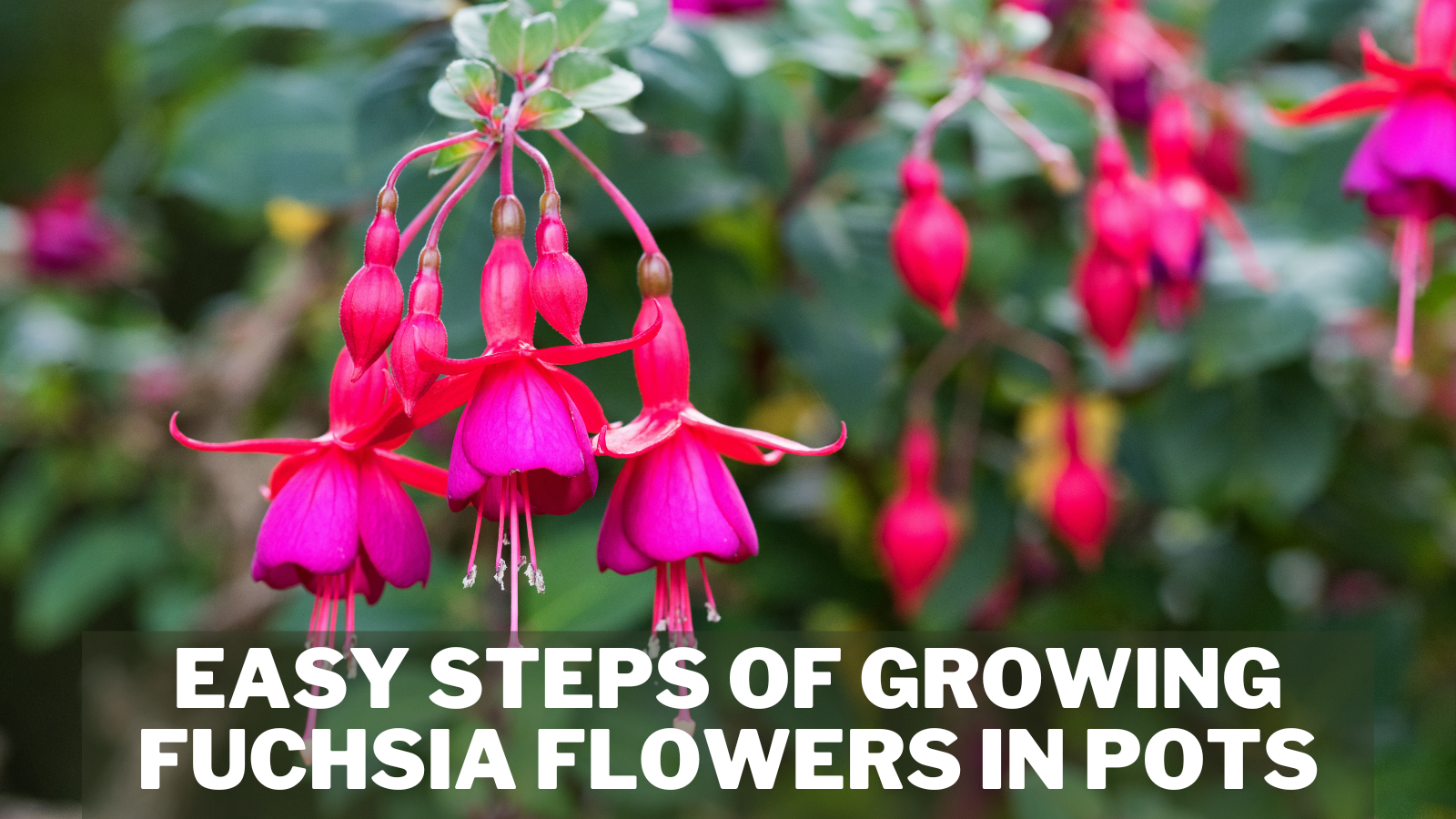 5 Easy Steps Of Growing Fuchsia Flowers In Pots