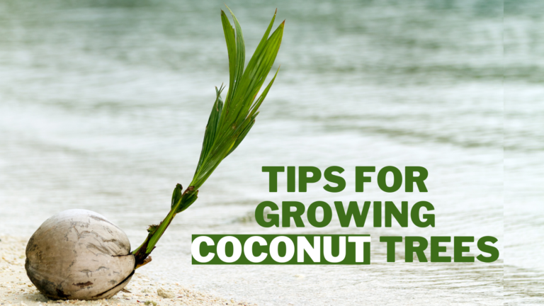 5 Quick Tips For Growing Coconut Trees