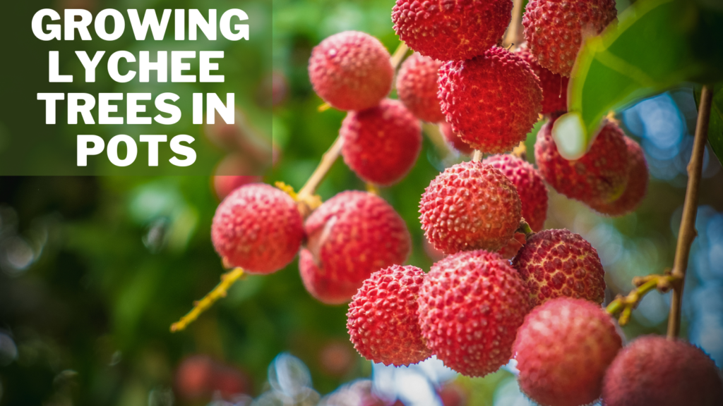 Super Easy Ways Of Growing Lychee Trees In Pots In 2024