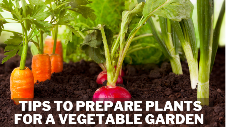 Best Tips To Prepare Plants For A Vegetable Garden
