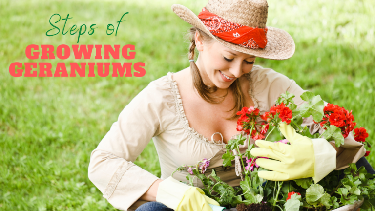 Top 8 Common Steps Of Growing Geraniums