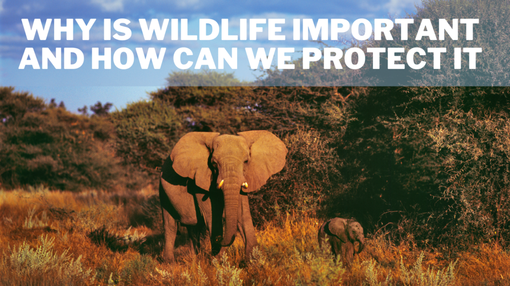 why-is-wildlife-important-and-how-can-we-protect-it-in-2023