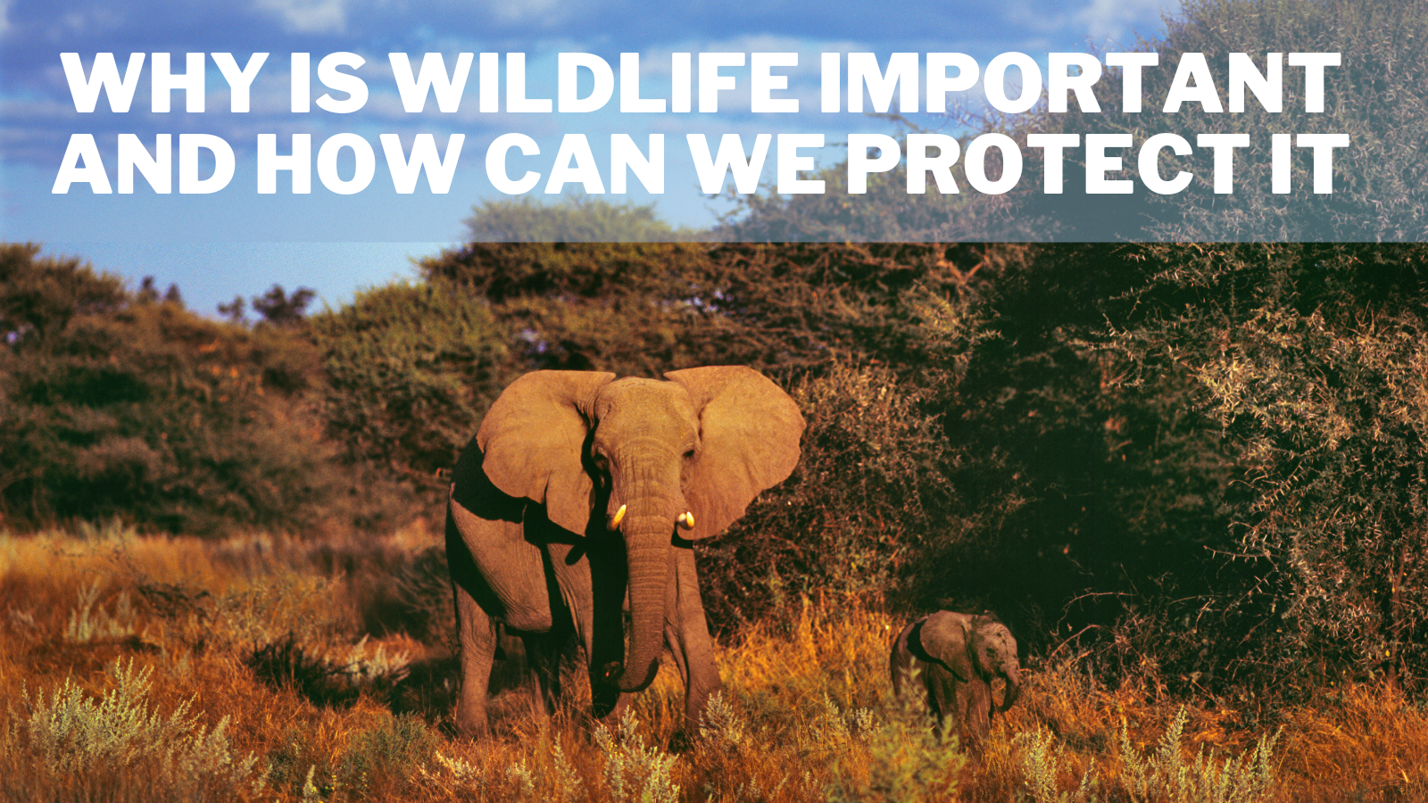 Why Is Wildlife Important And How Can We Protect It