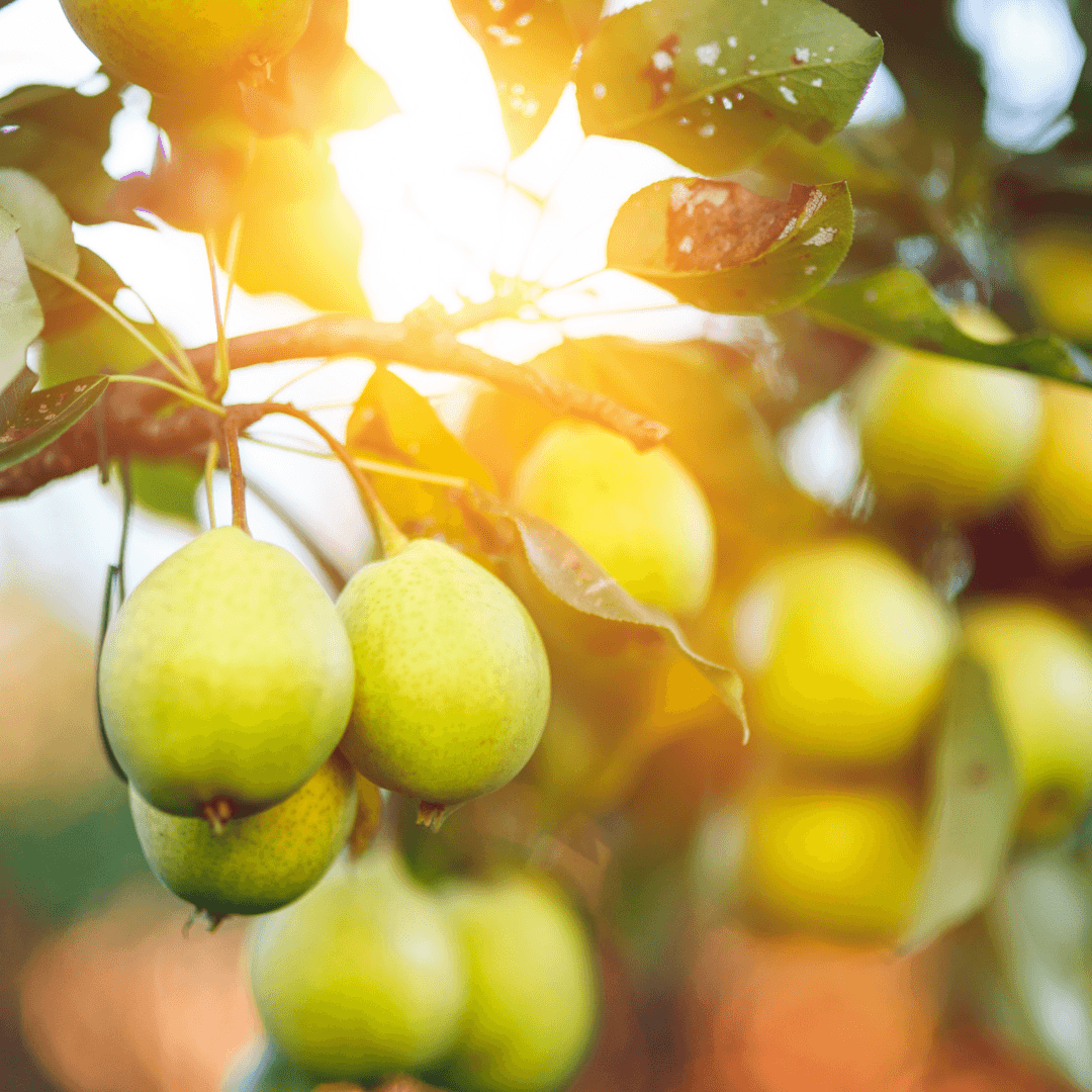 Best Steps Of Growing Pear Trees