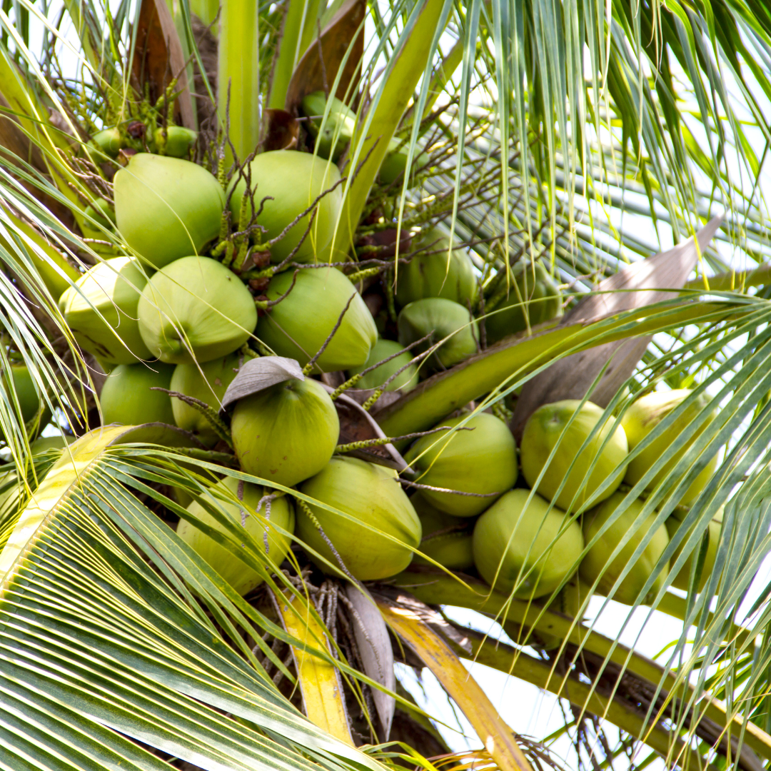 Conclusion To The 5 Quick Tips For Growing Coconut Trees