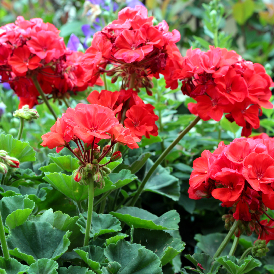 Pelargonium Or Geranium? A Case Of Identity Mistaken