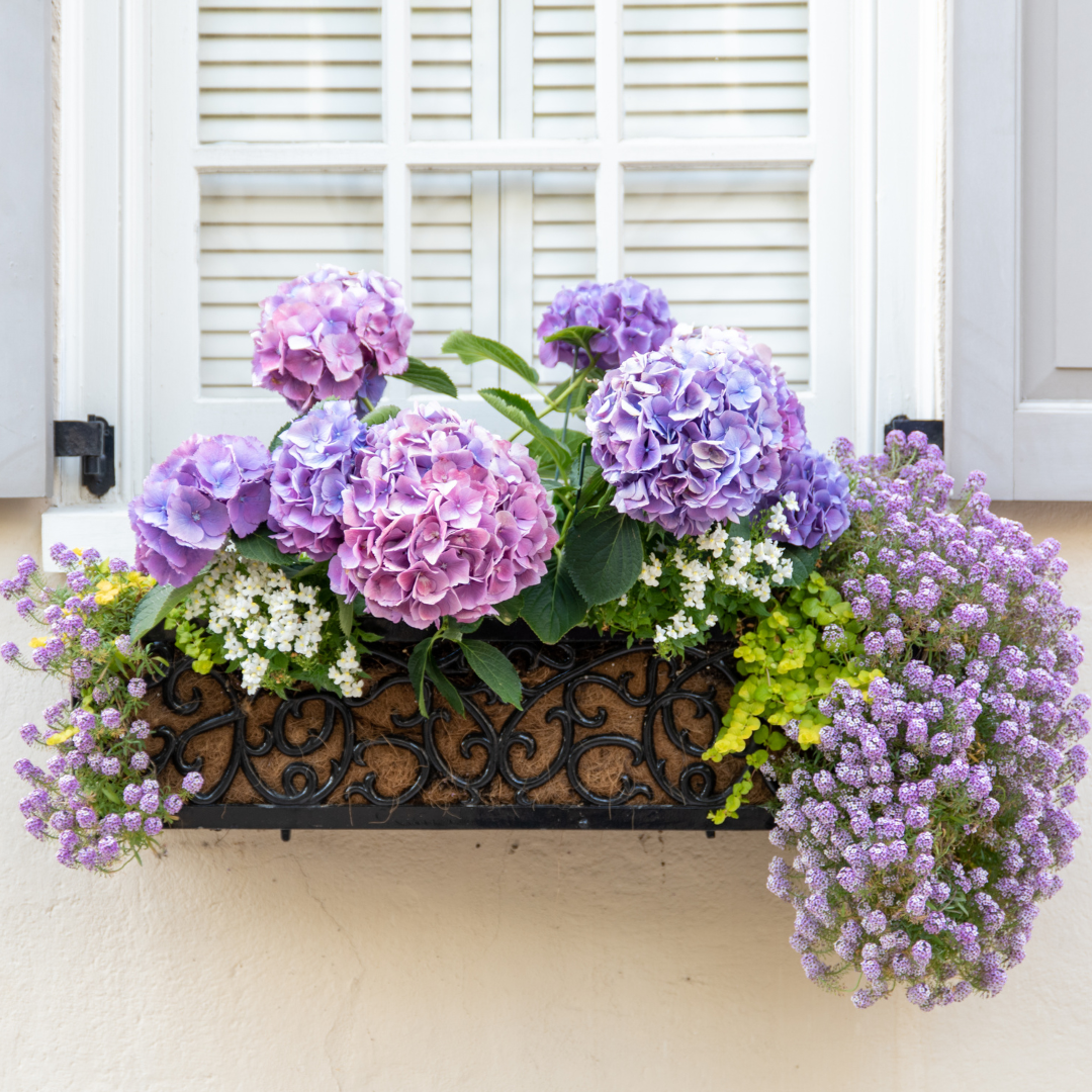 Window Boxes