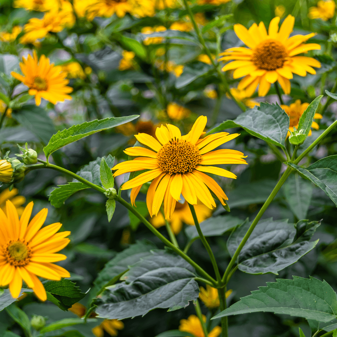 Heliopsis (False Sunflower)