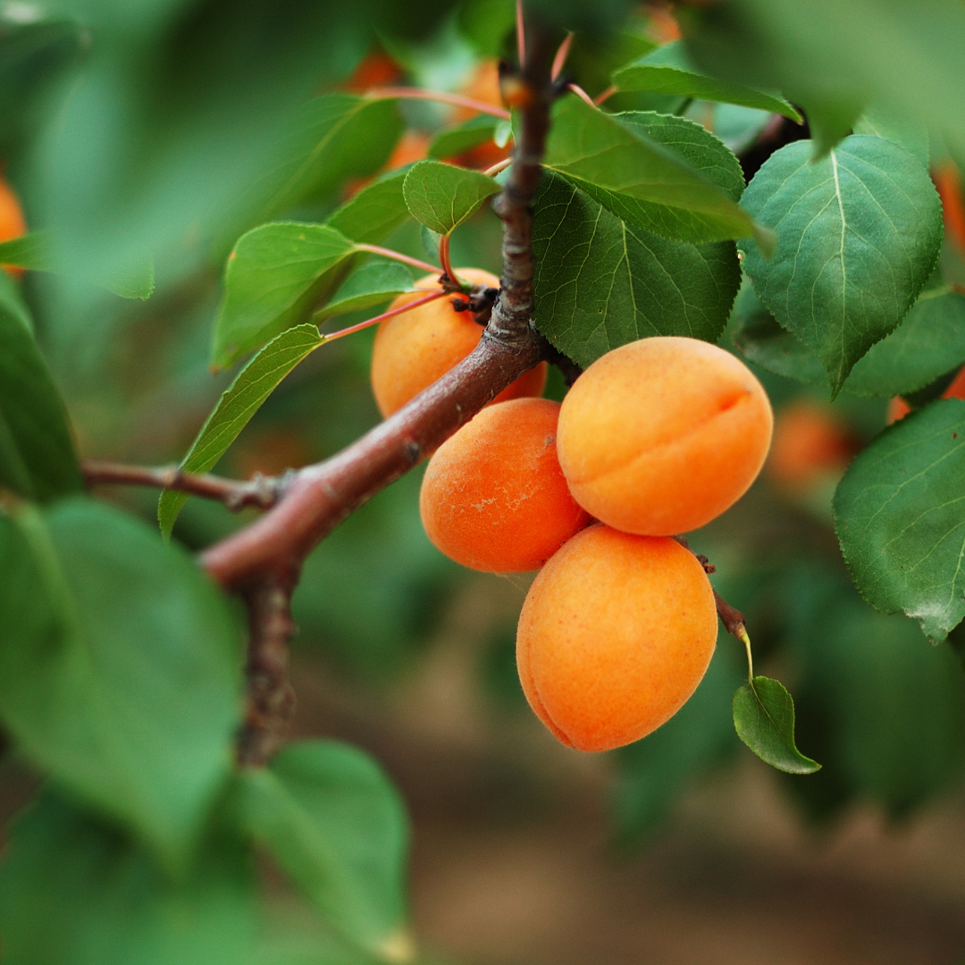 Steps Of Growing Apricot Trees
