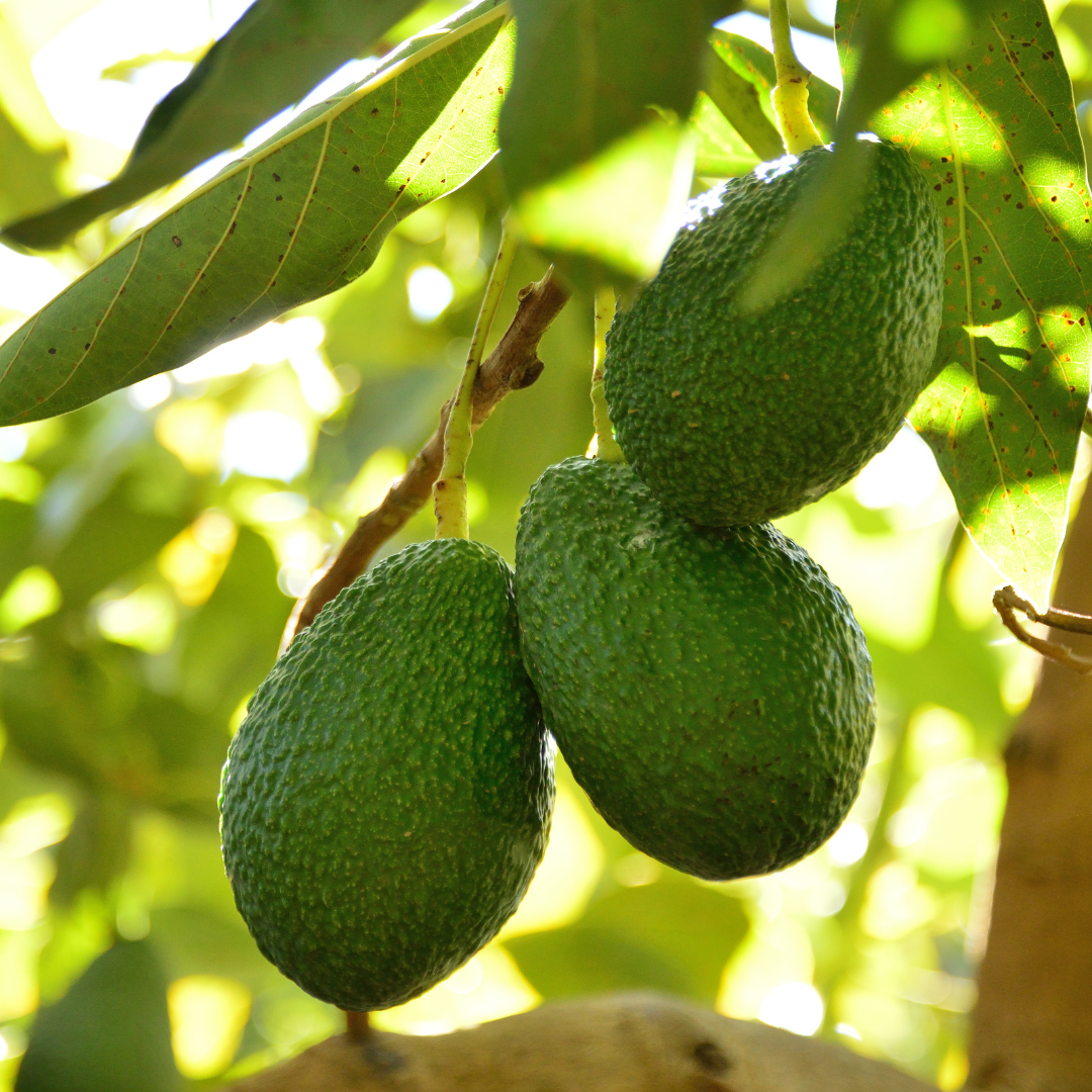 Indoor Avocado Types