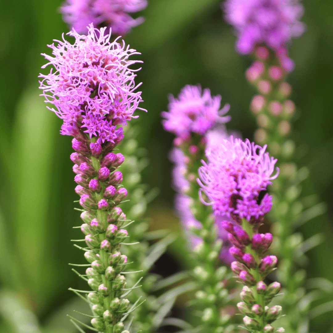 Liatris (Blazing Star)