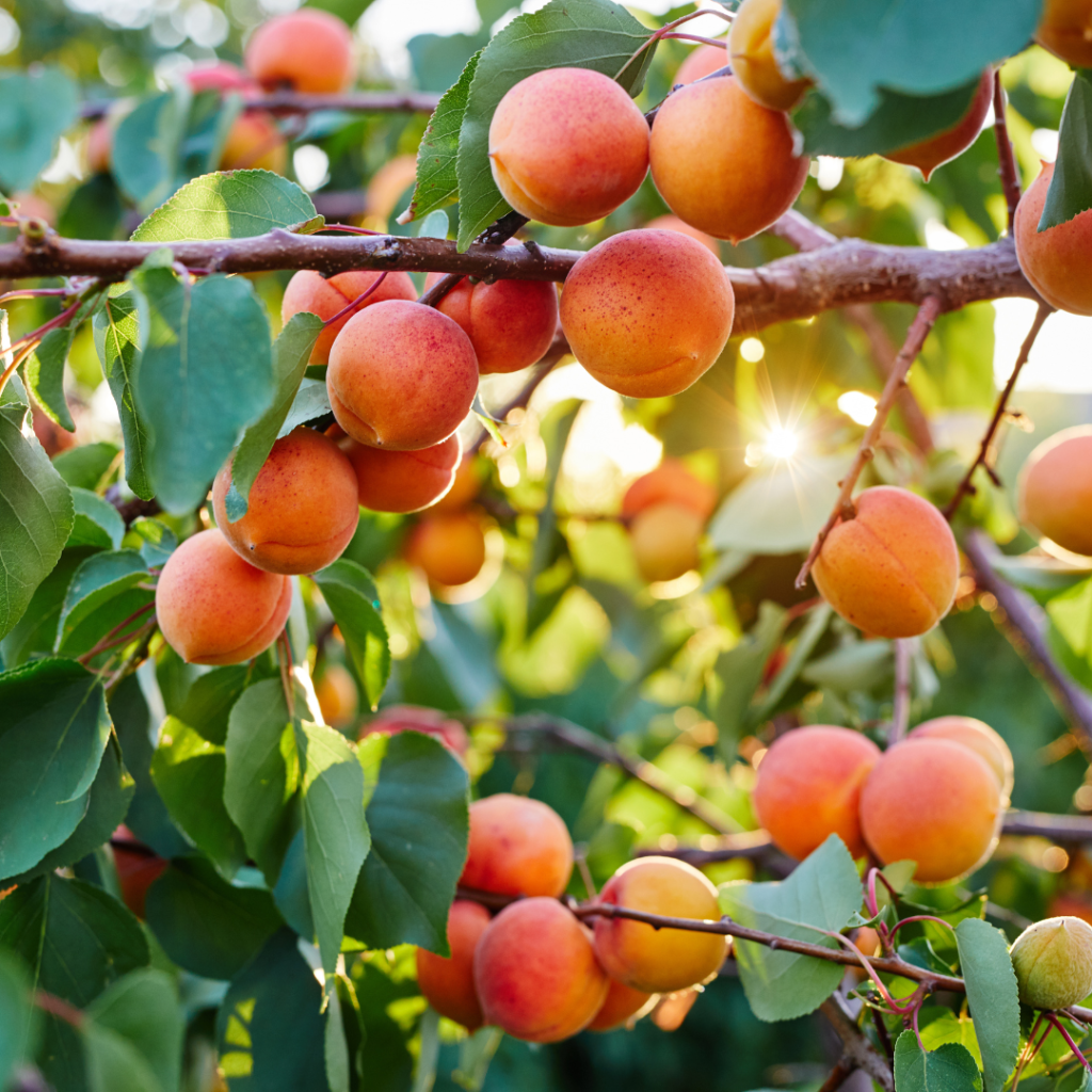 Simple Guide To Growing Apricot Trees In Pots In 2024