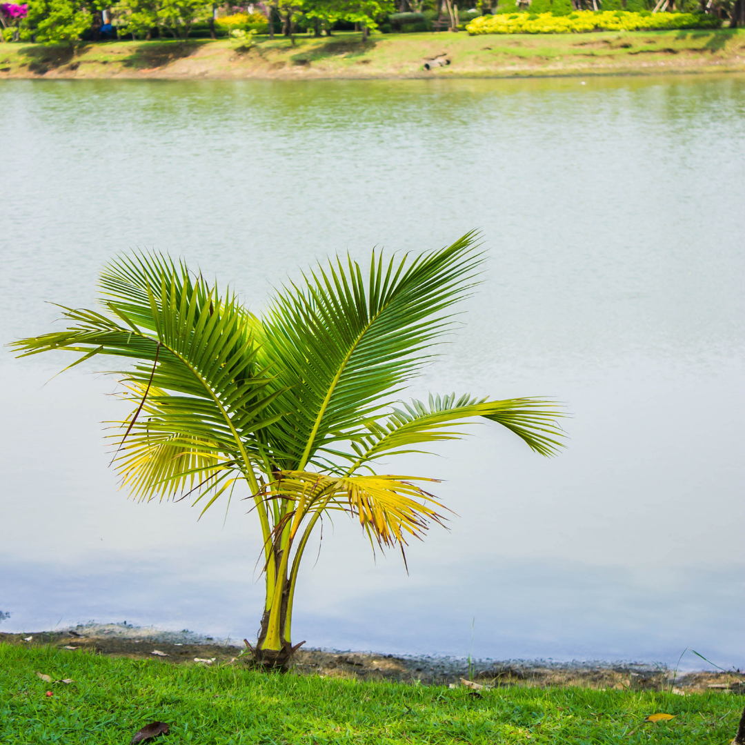 Is It Possible To Grow A Coconut Palm Indoors?